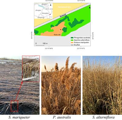 Wave attenuation by flattened vegetation (Scirpus mariqueter)